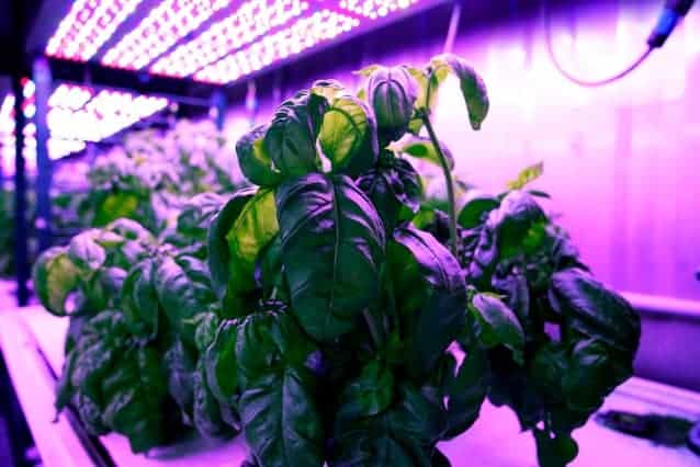 AI shows best growing conditions to maximize taste, other features